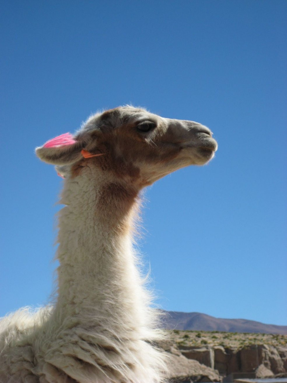 Боливия, фото № 3698 – фотографии Боливии