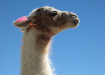 Боливия, фото № 3698 – фотографии Боливии