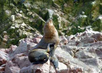 Котик на островах Бальестас (Ballestas Islands) – фотографии Перу