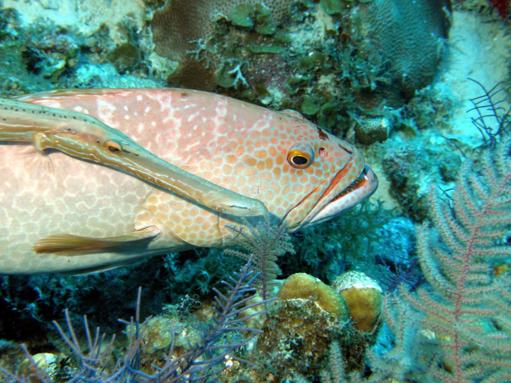 Подводный мир острова Кайкос, Тёркс и Кайкос – фотографии Тёркс и Кайкос