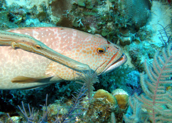 Подводный мир острова Кайкос, Тёркс и Кайкос – фотографии Тёркс и Кайкос