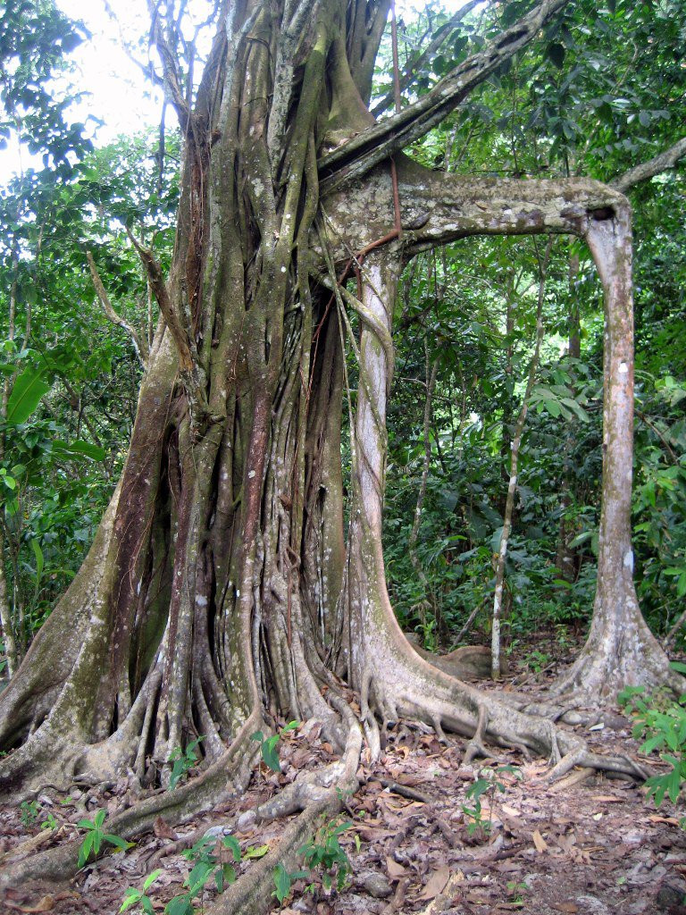 Корковадо Национальный Парк, Пунтаренас провинция, Коста-Рика, фото № 40514 – фотографии Коста-Рики