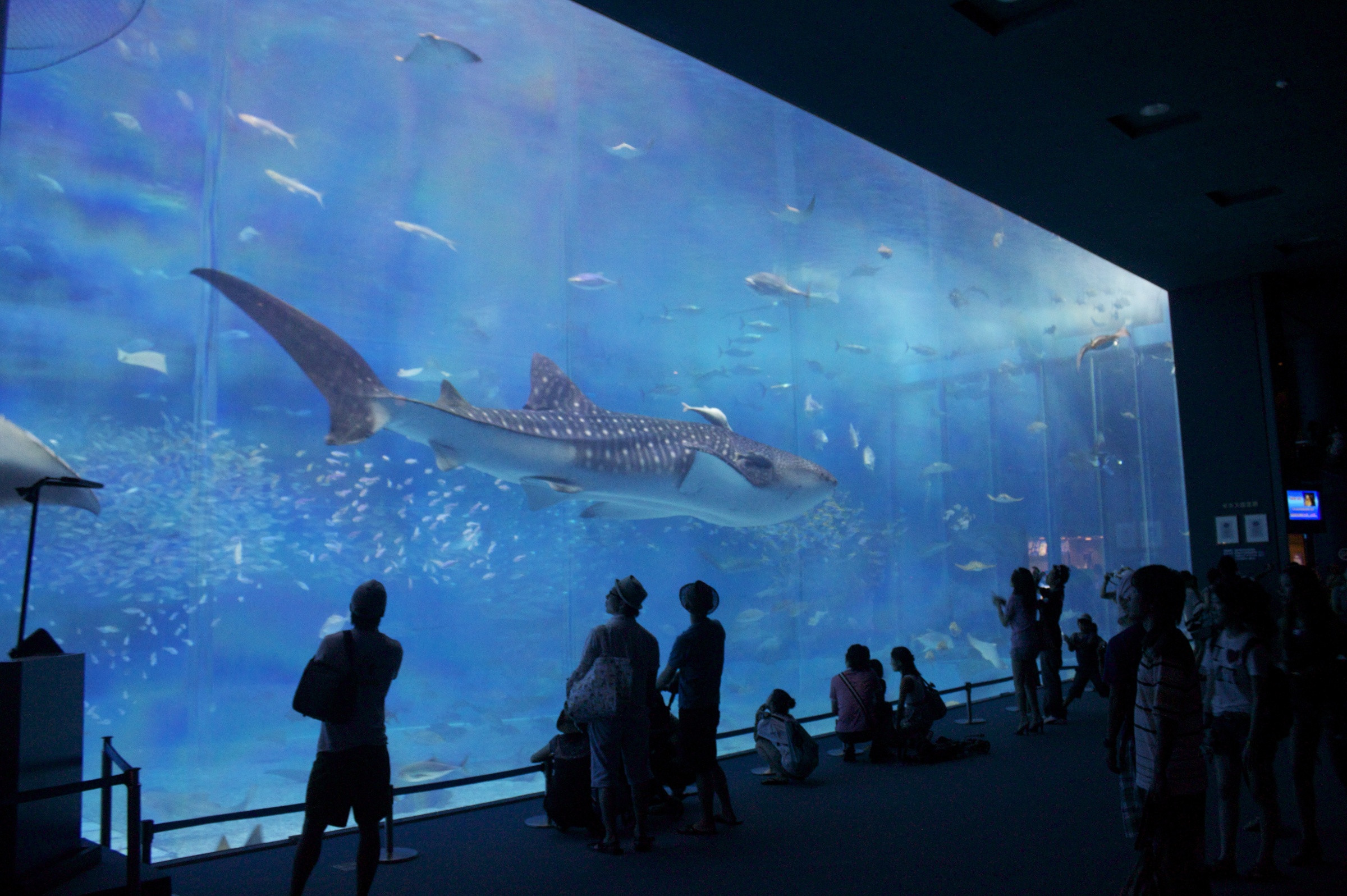 Гигантский аквариум в Окинаве потрясает воображение – фотографии Японии