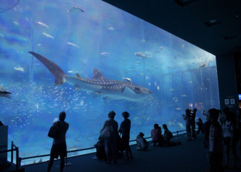 Гигантский аквариум в Окинаве потрясает воображение – фотографии Японии