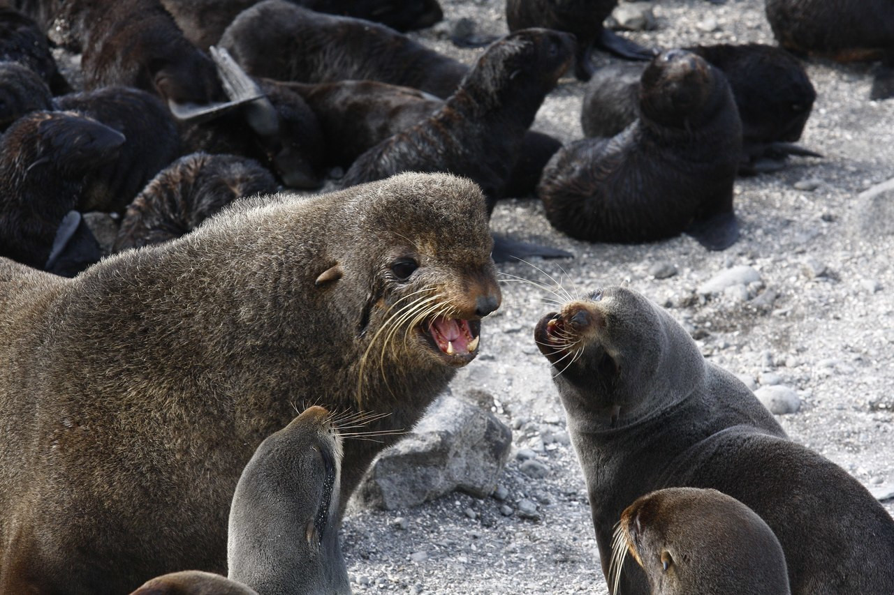 Командорский заповедник, Россия. Фото 11 – фотографии России