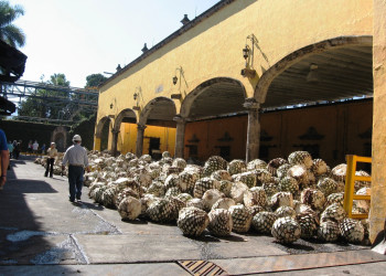 Голубая Агава в Мексике. Фото 4 – фотографии Мексики