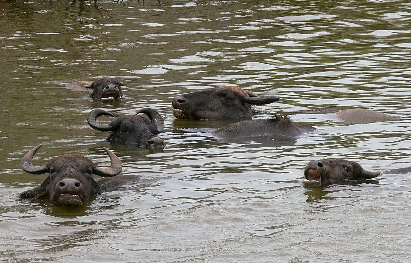 Яла Национальный Парк, Шри-Ланка, фото № 52648 – фотографии Шри-Ланки