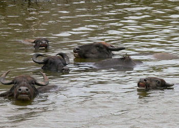 Яла Национальный Парк, Шри-Ланка, фото № 52648 – фотографии Шри-Ланки