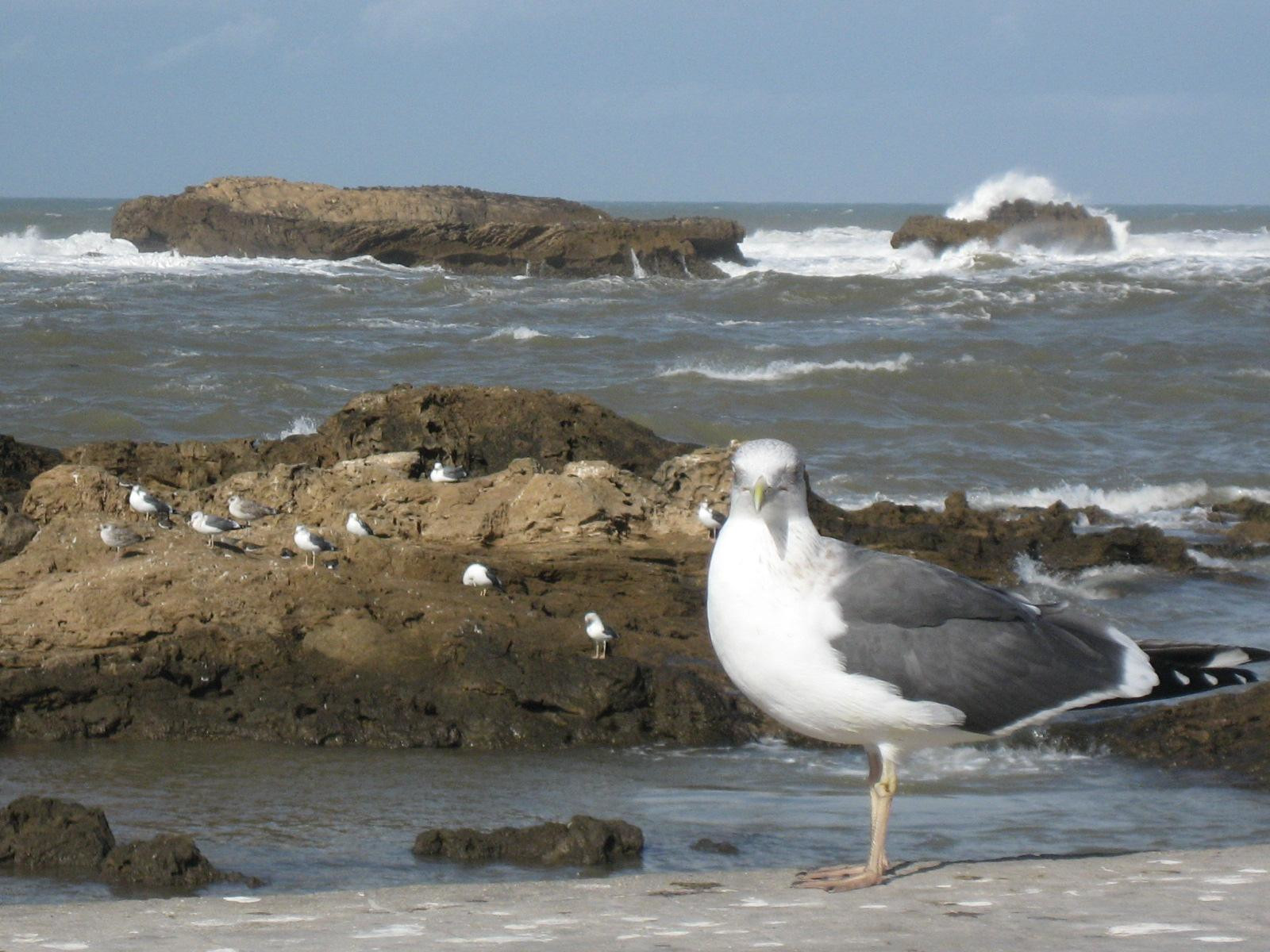 Марокко, фото № 240 – фотографии Марокко
