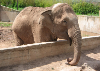 Слон в Фрежюсе, Франция – фотографии Франции