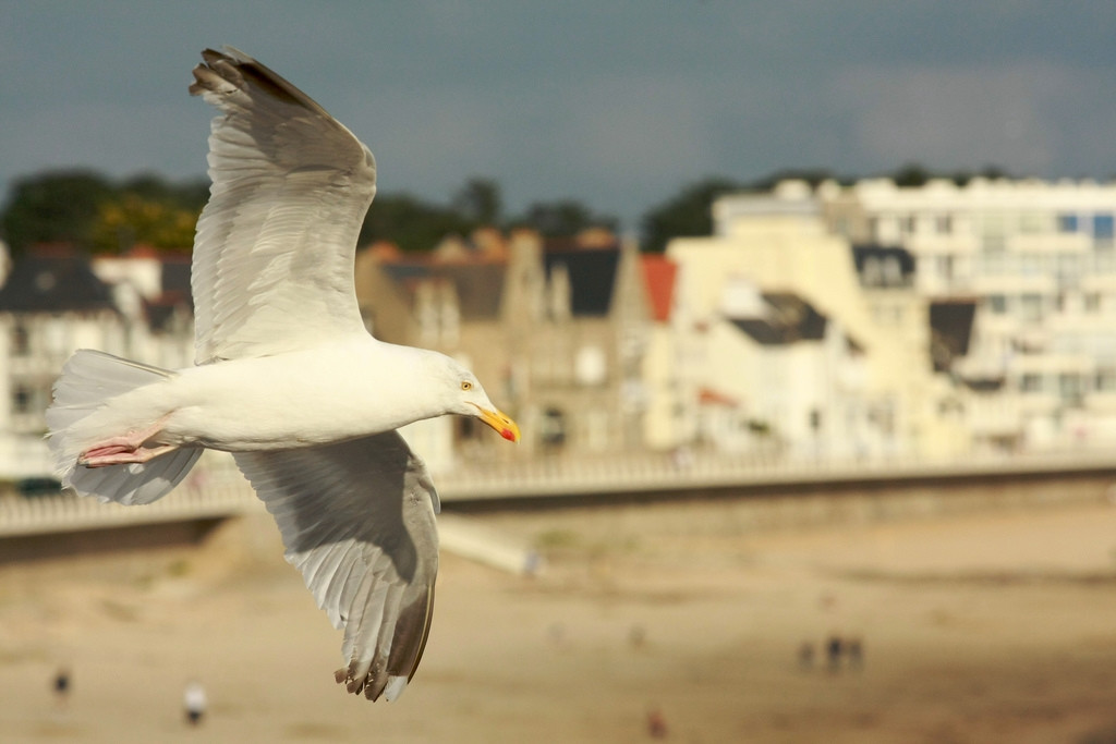 Птица в Кибероне, Франция. Фото 1 – фотографии Франции