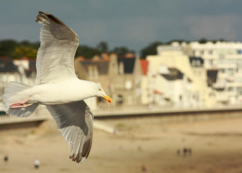 Птица в Кибероне, Франция. Фото 1 – фотографии Франции