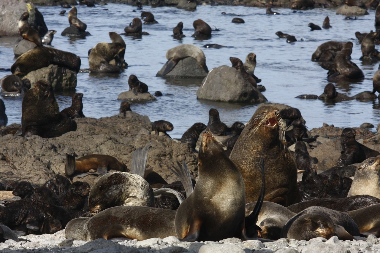 Командорский заповедник. Фото 2 – фотографии России