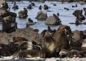 Командорский заповедник. Фото 2 – фотографии России