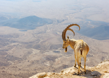 Горный козёл в Пустыне Негев, Израиль – фотографии Израиля