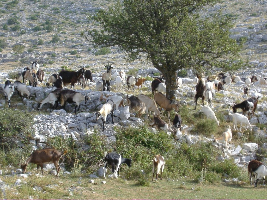 Животные в Биоково, Хорватия – фотографии Хорватии