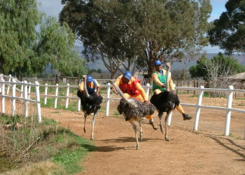 Страусиные бега – фотографии ЮАР