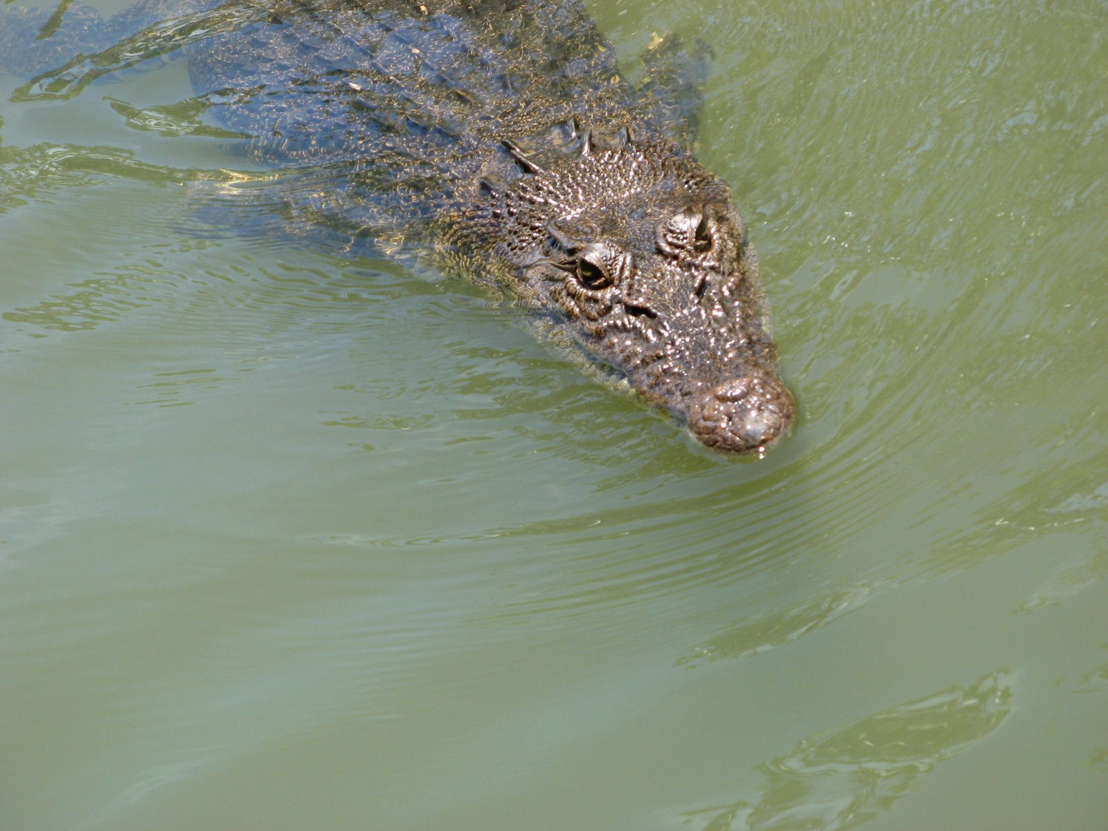 Крокодил в Палау – фотографии Палау