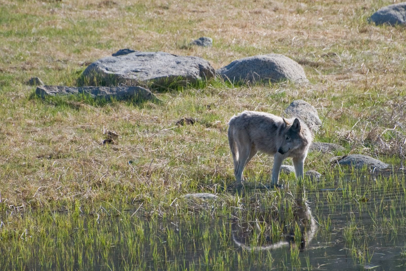 Йеллоустоун Национальный Парк, Вайоминг штат, США, фото № 67726 – фотографии США