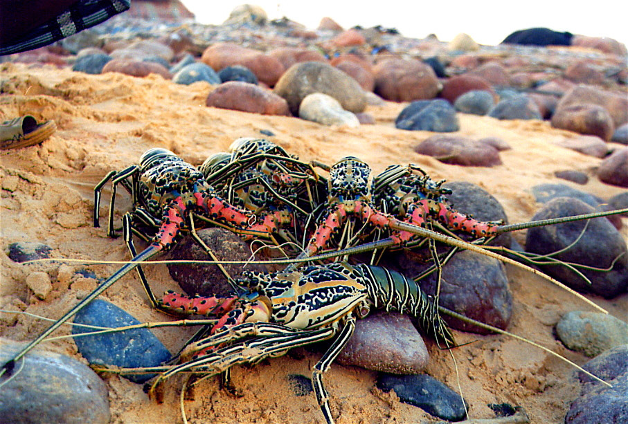 Йеменский остров Сокотра, живые "морепродукты" на пляже – фотографии Йемена