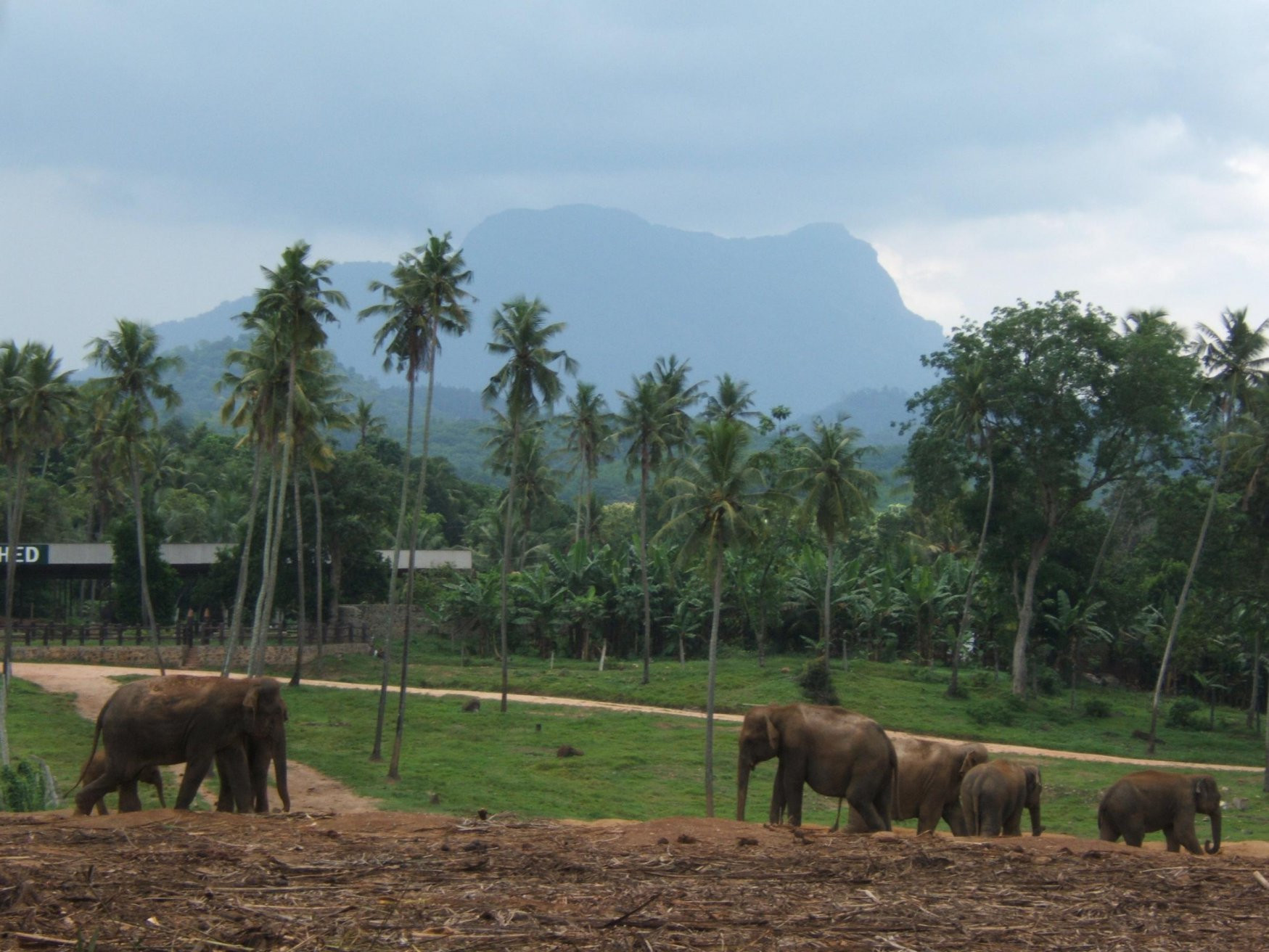 Шри-Ланка, фото № 1161 – фотографии Шри-Ланки