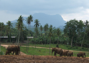 Шри-Ланка, фото № 1161 – фотографии Шри-Ланки