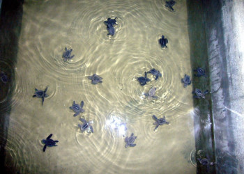 Коcгода, Шри-Ланка, фото № 51545 – фотографии Шри-Ланки