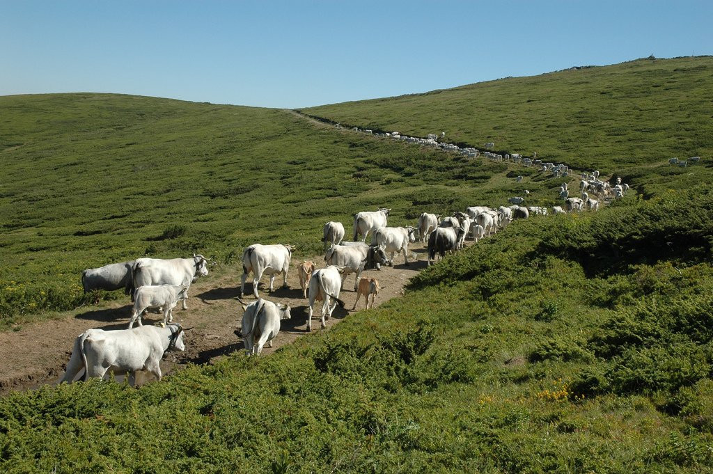 Стадо животных в Болгарии – фотографии Болгарии