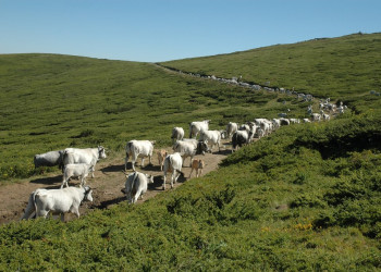 Стадо животных в Болгарии – фотографии Болгарии