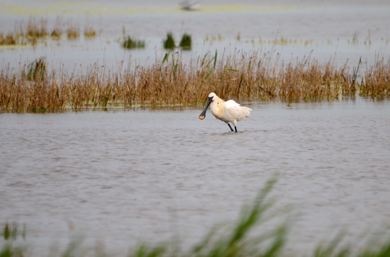 Крупное слабосолёное озеро Нойзидлер-Зе (Neusiedler See) – фотографии Австрии