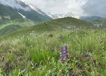 Поход в ущелье Цмиаком на цветение рододендронов в июне 2022 – фотографии России