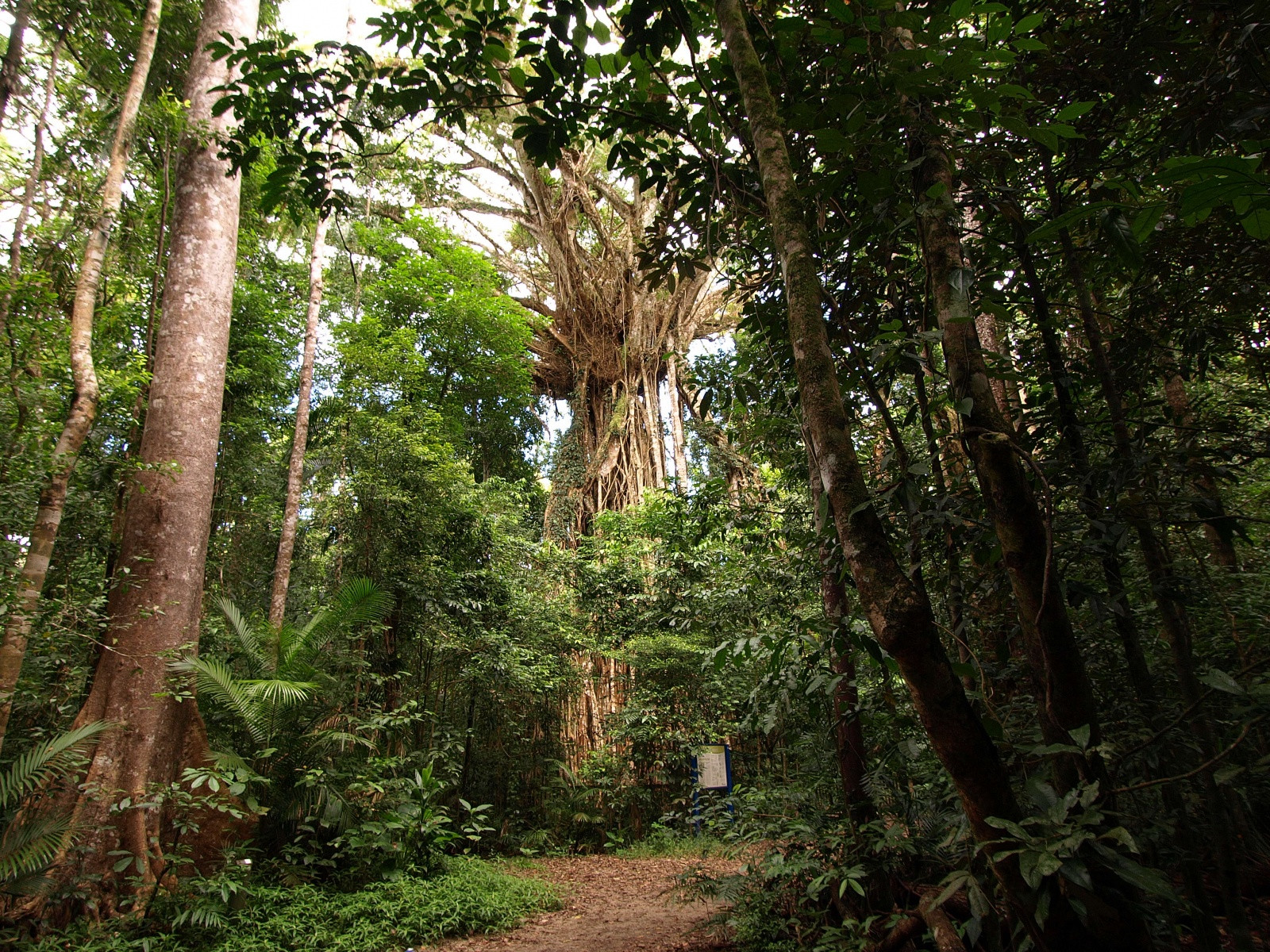 Тропические леса в Атертоне – фотографии Австралии