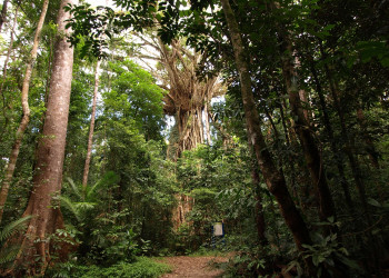Тропические леса в Атертоне – фотографии Австралии