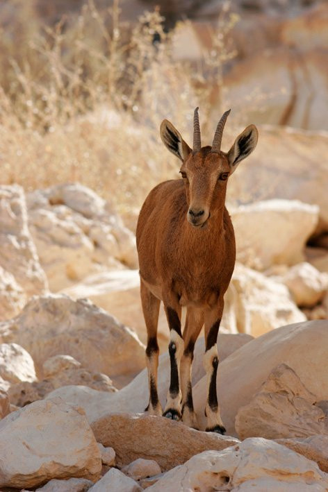 Израиль, фото № 2012 – фотографии Израиля