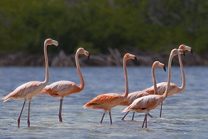 Птицы в Крукед Айленд, Багамские острова. Фото 1 – фотографии Багамских островов