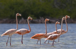 Птицы в Крукед Айленд, Багамские острова. Фото 1 – фотографии Багамских островов