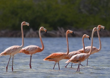 Птицы в Крукед Айленд, Багамские острова. Фото 1 – фотографии Багамских островов