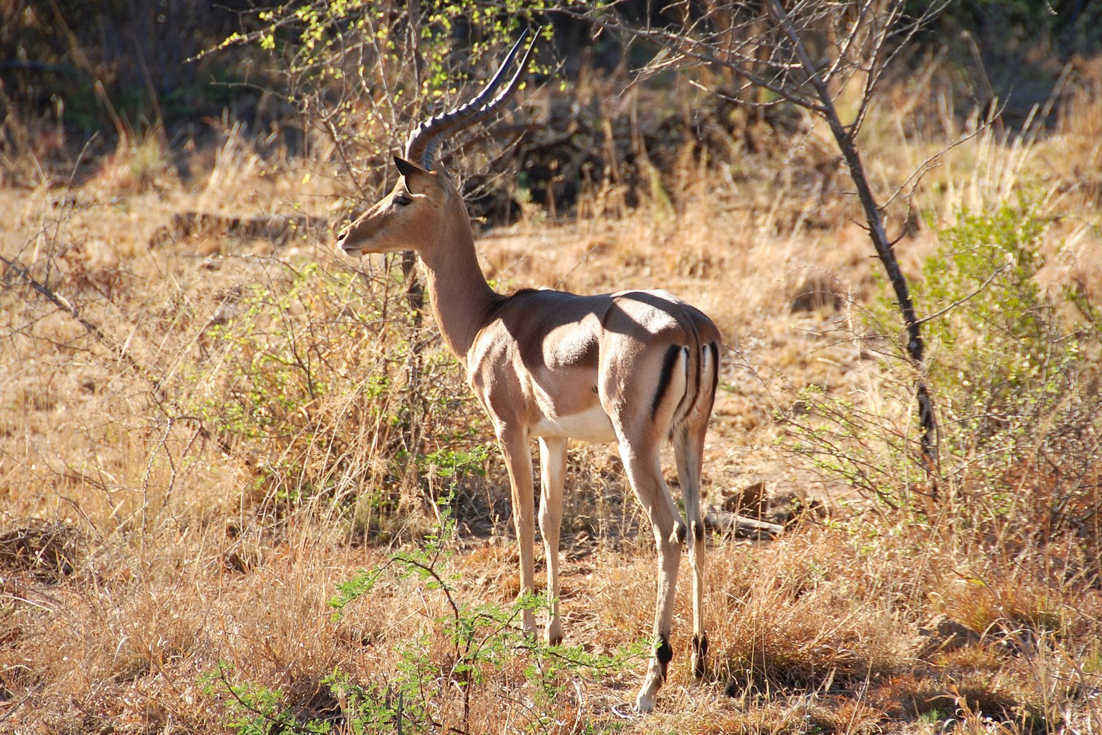 Pilanesberg_impala – фотографии ЮАР