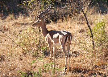 Pilanesberg_impala – фотографии ЮАР