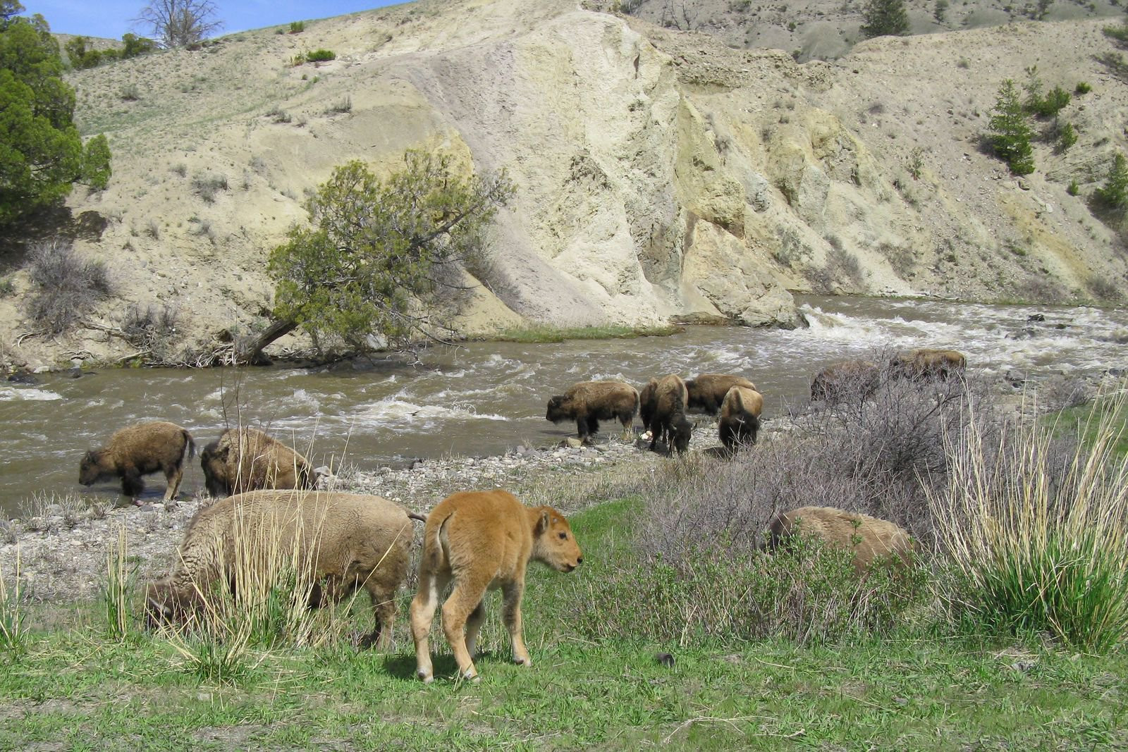 Йеллоустоун Национальный Парк, Вайоминг штат, США, фото № 67742 – фотографии США