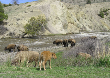 Йеллоустоун Национальный Парк, Вайоминг штат, США, фото № 67742 – фотографии США
