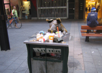 Скульптуры свиней в Аделаиде. Фото 1 – фотографии Австралии