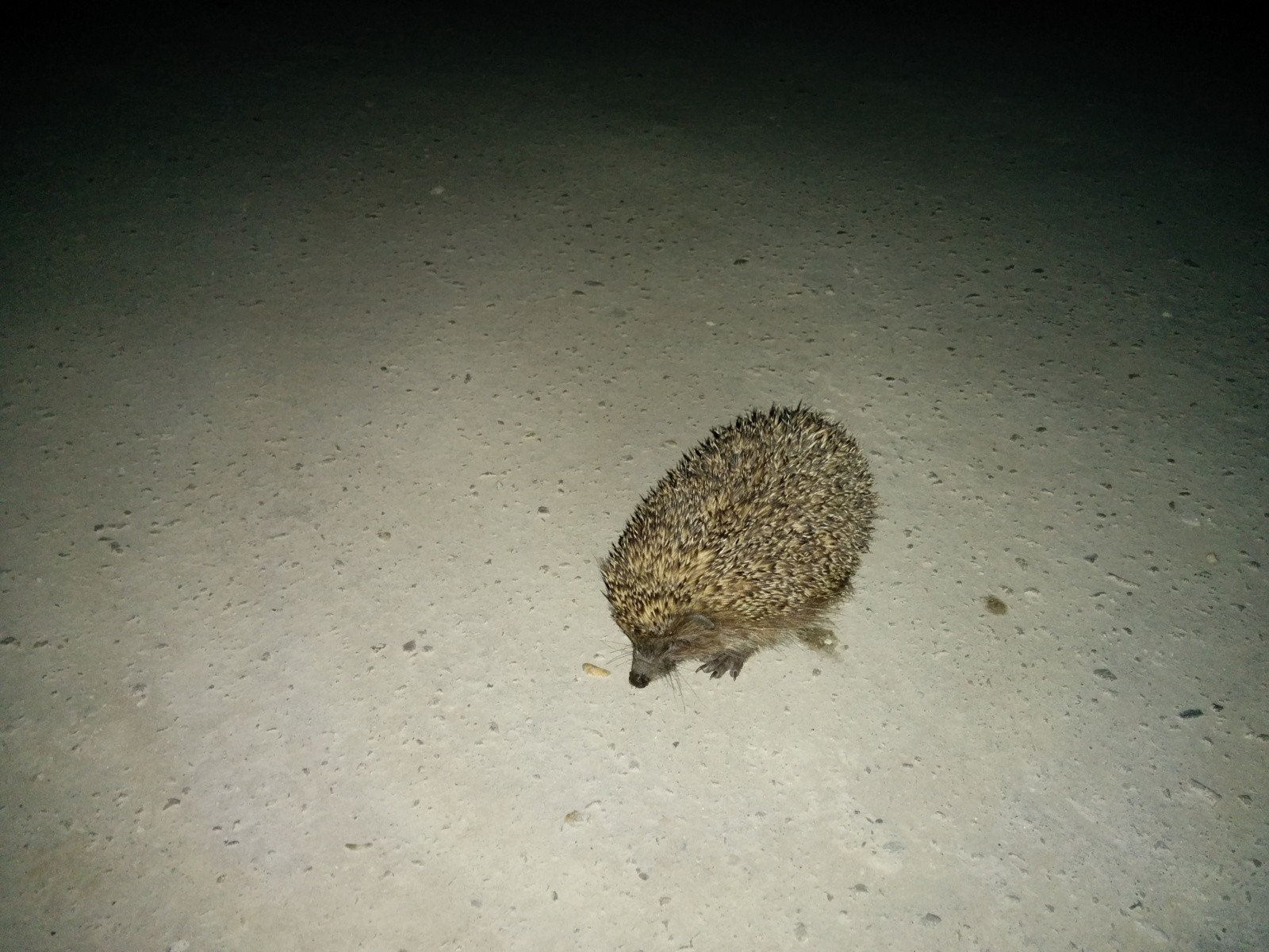 Ёжик в посёлке Южный, район Туапсе – фотографии России