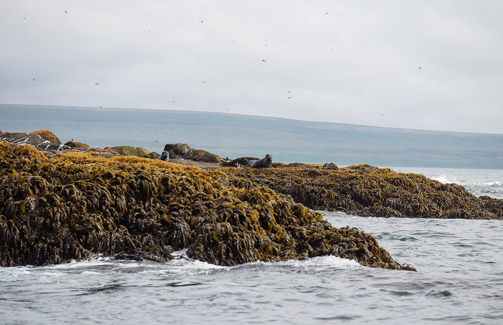 Командорские острова. Фото 1 – фотографии России