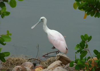 Птица в Кайо-Гильермо, Куба – фотографии Кубы
