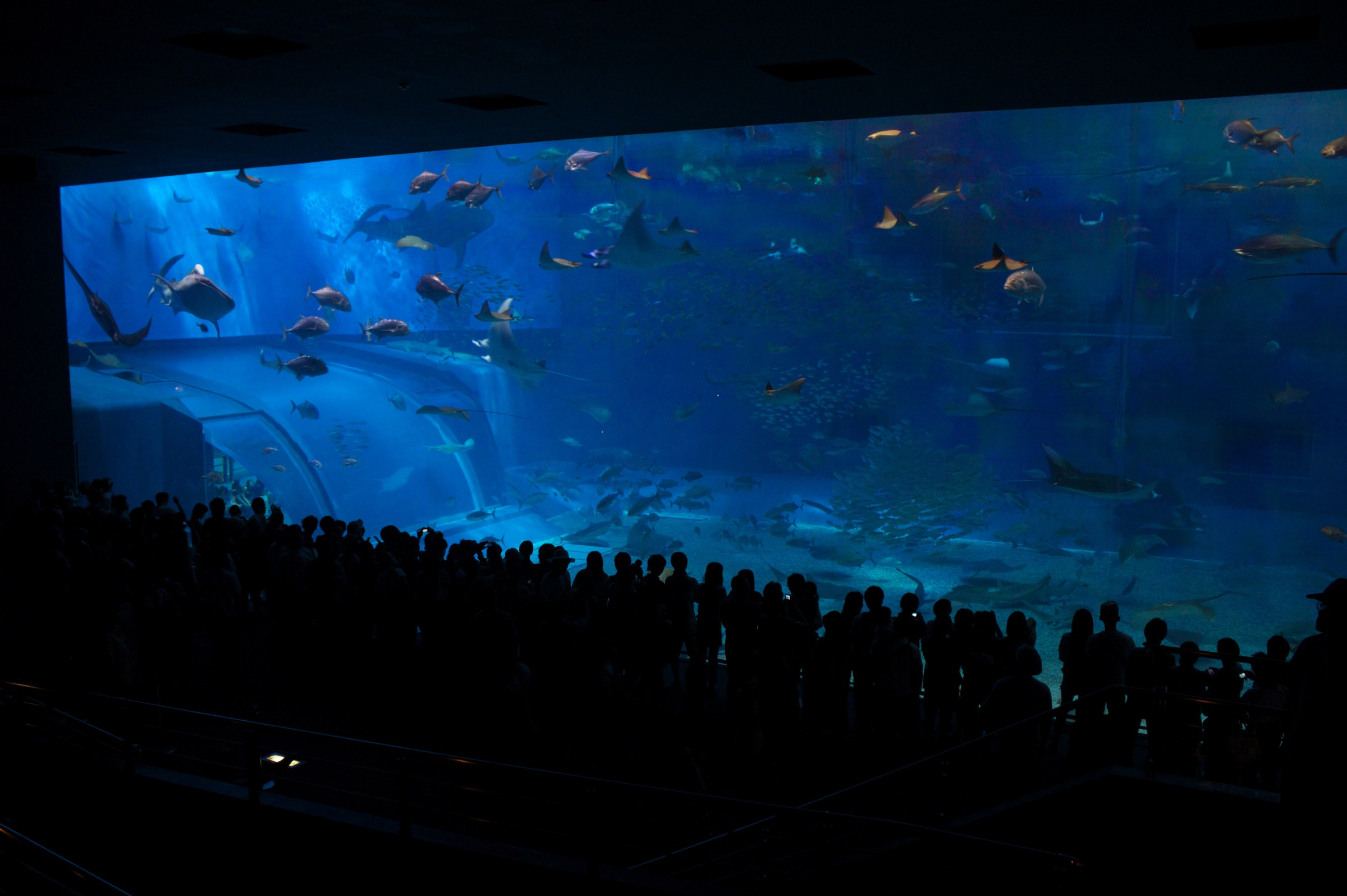 Аквариум «Окинава Тюрауми» (Okinawa Churaumi Aquarium) – фотографии Японии