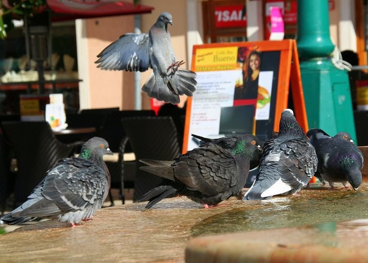 Птицы на острове Лошинь, Хорватия. Фото 5 – фотографии Хорватии