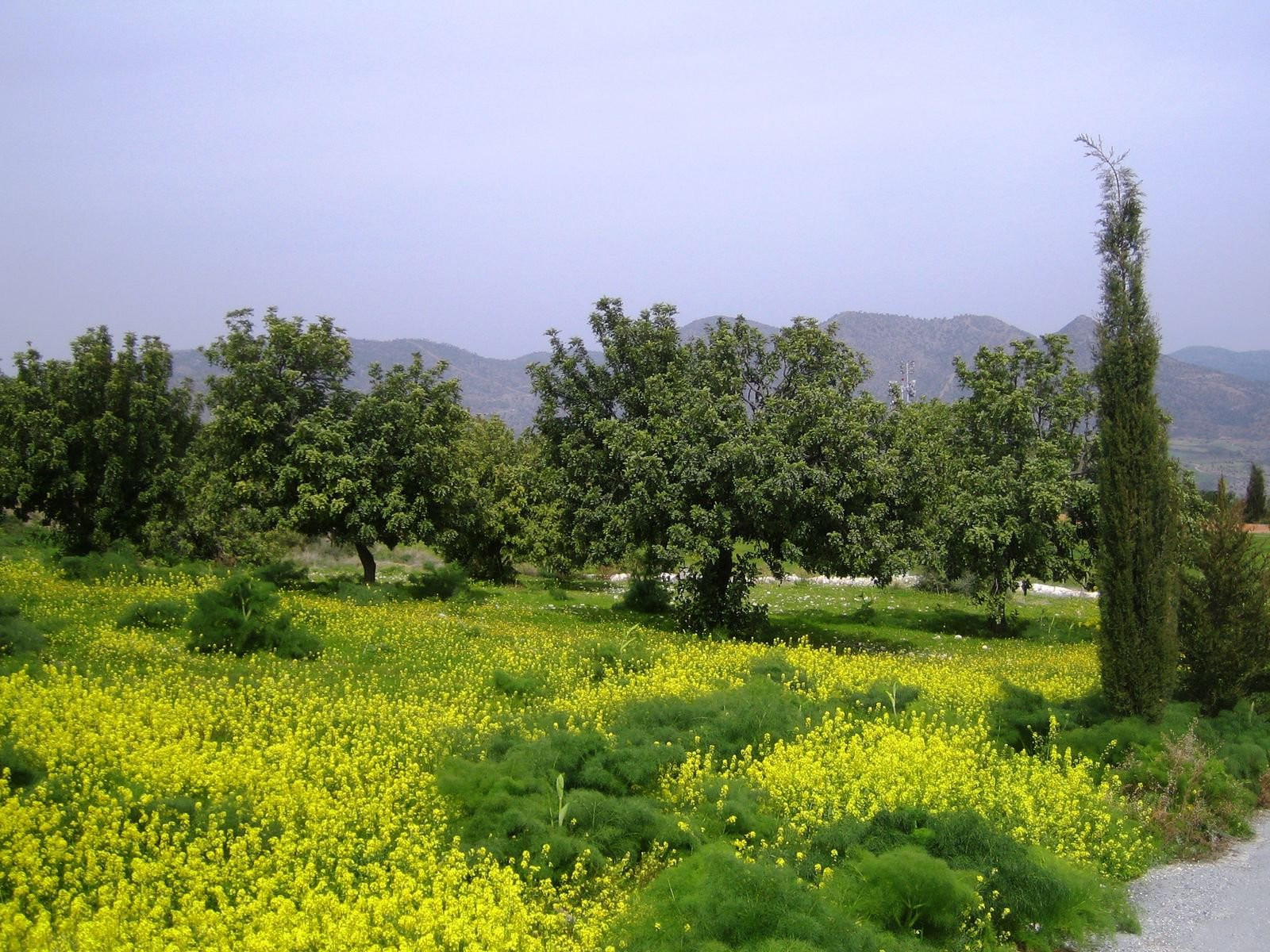 Лефкара, Кипр, фото № 38134 – фотографии Кипра