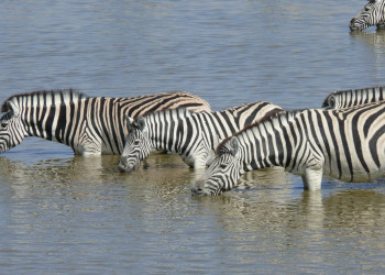 Намибия, фото № 5584 – фотографии Намибии