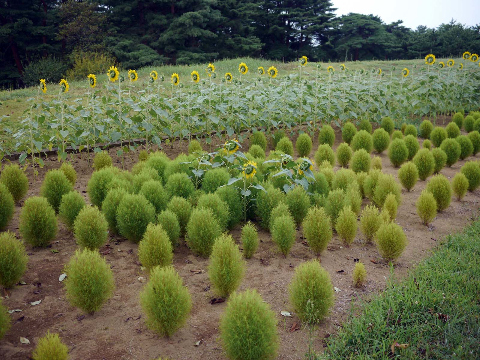 В парке Хитачи-Сисайд (Hitachi Seaside Park). Фото 1 – фотографии Японии
